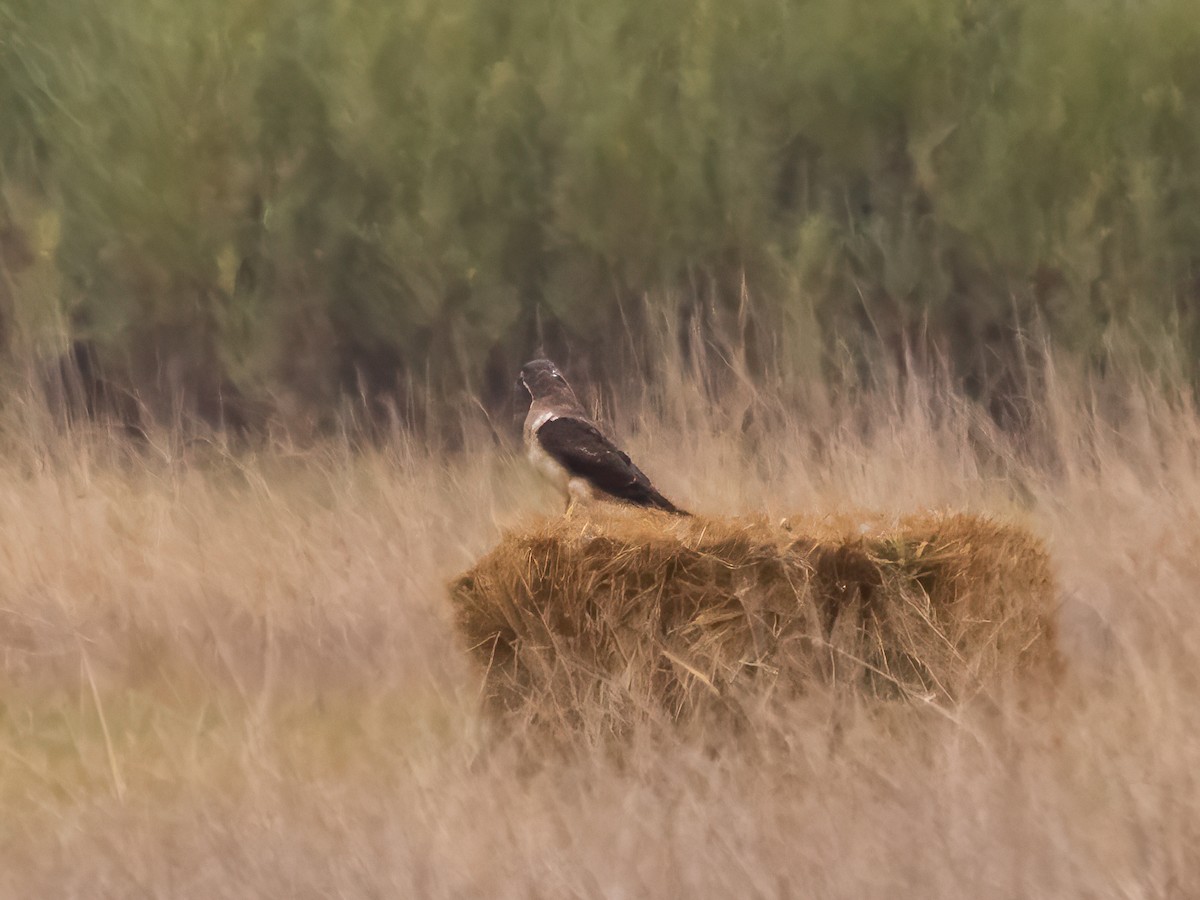 American Goshawk - ML624191099