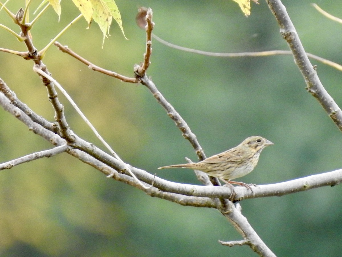 Lincoln's Sparrow - ML624191105