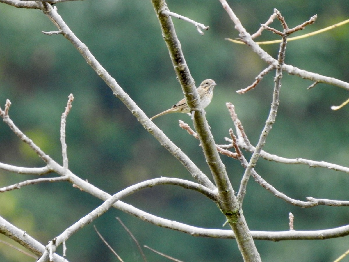 Lincoln's Sparrow - ML624191107