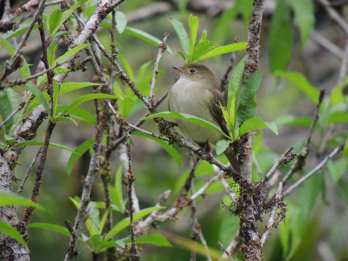 Small-billed Elaenia - ML624191111