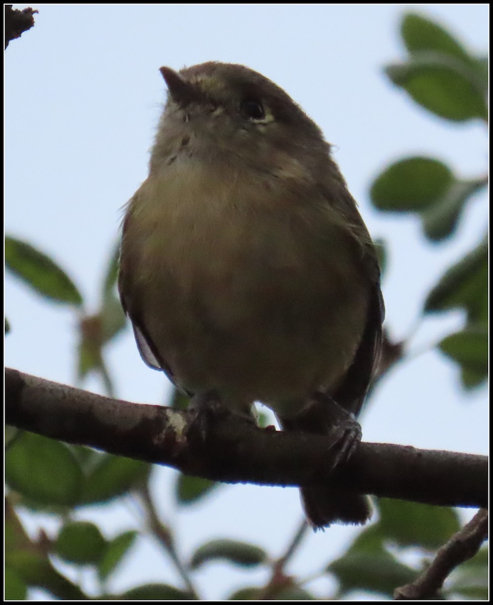 Hutton's Vireo - Peter Gordon