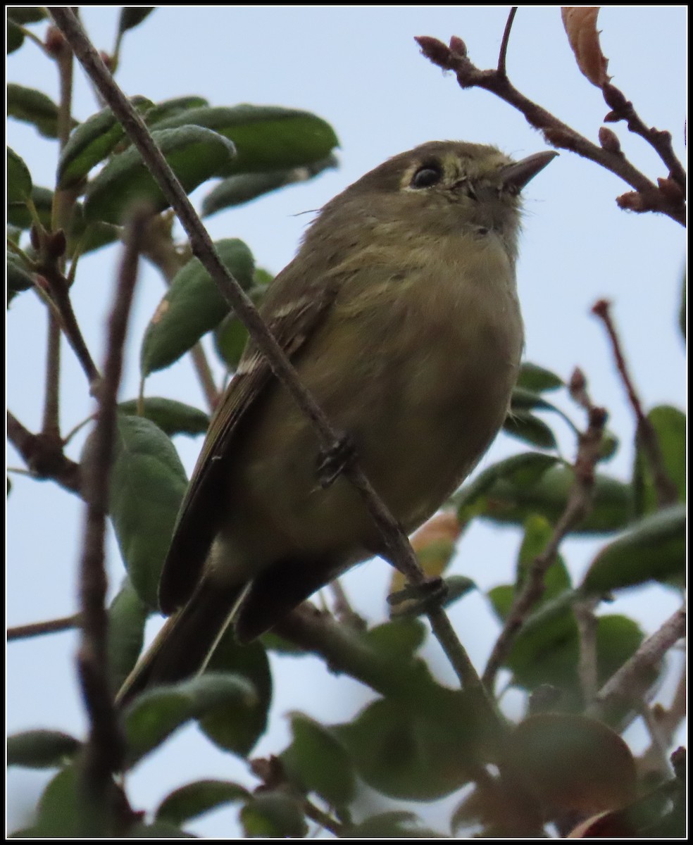 eikevireo - ML624191120