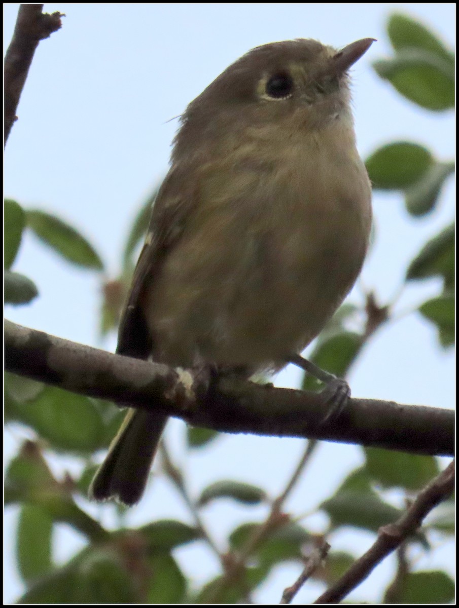 eikevireo - ML624191121