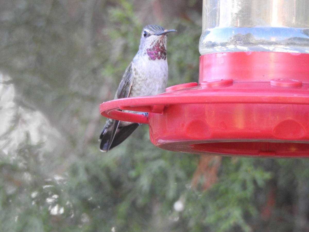 Colibrí de Anna - ML624191132