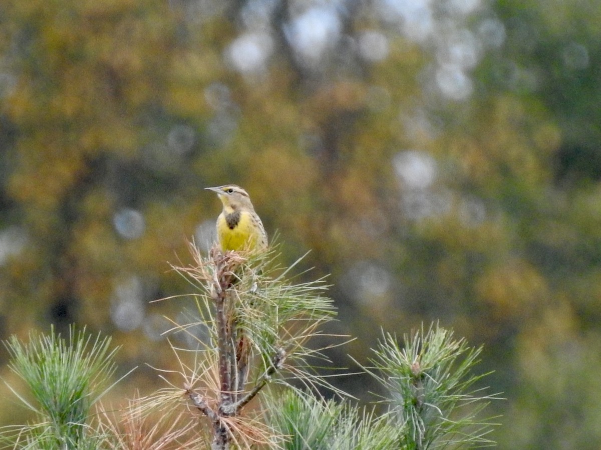 Eastern Meadowlark - ML624191139