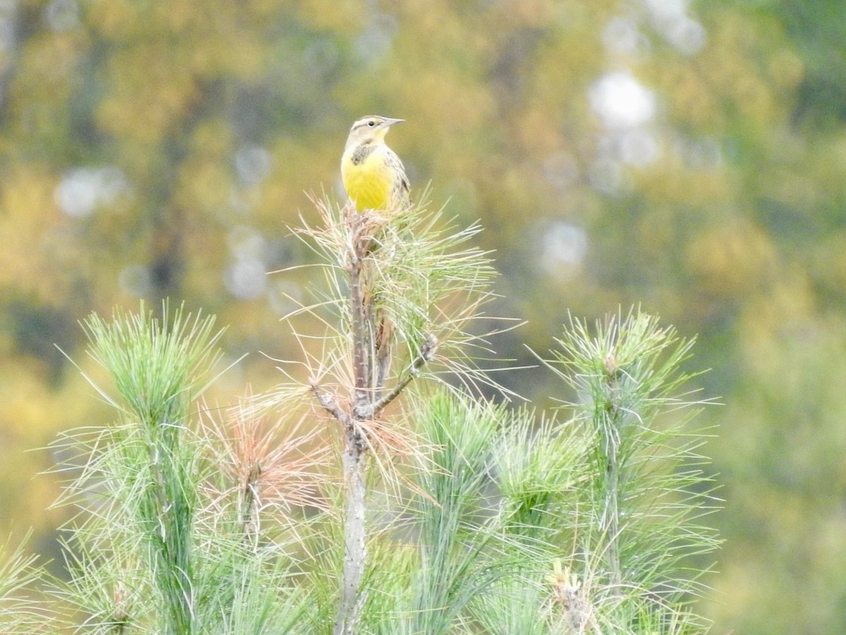 Eastern Meadowlark - ML624191140