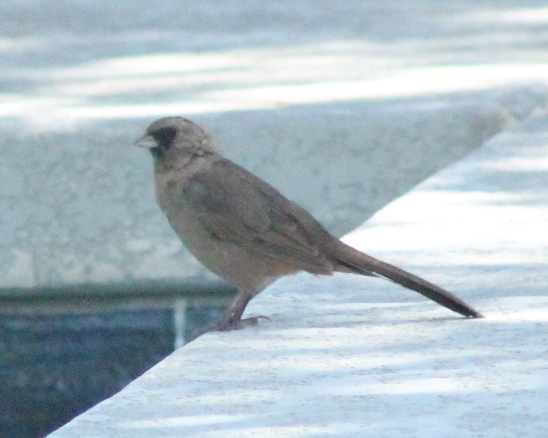 Abert's Towhee - ML624191191