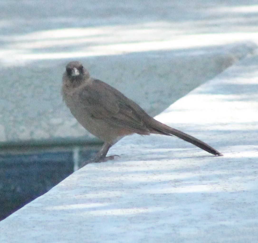 Abert's Towhee - ML624191197