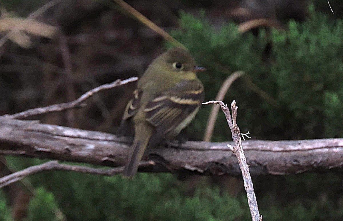 Western Flycatcher - ML624191211