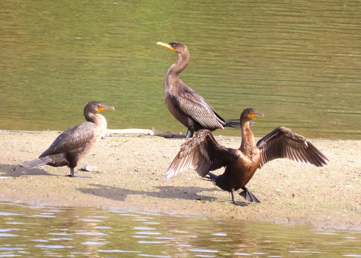 Double-crested Cormorant - ML624191217