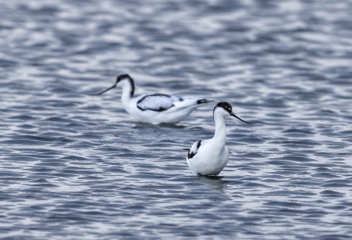 Pied Avocet - Mark Rose