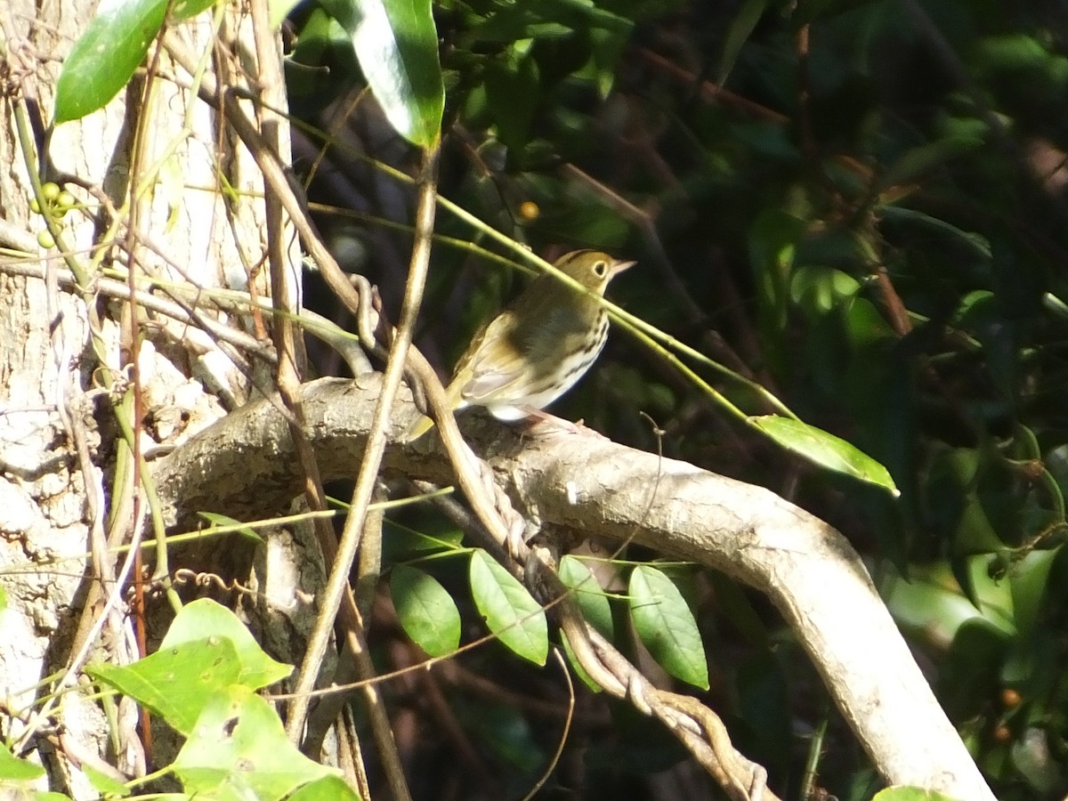 Ovenbird - Michael Beelman