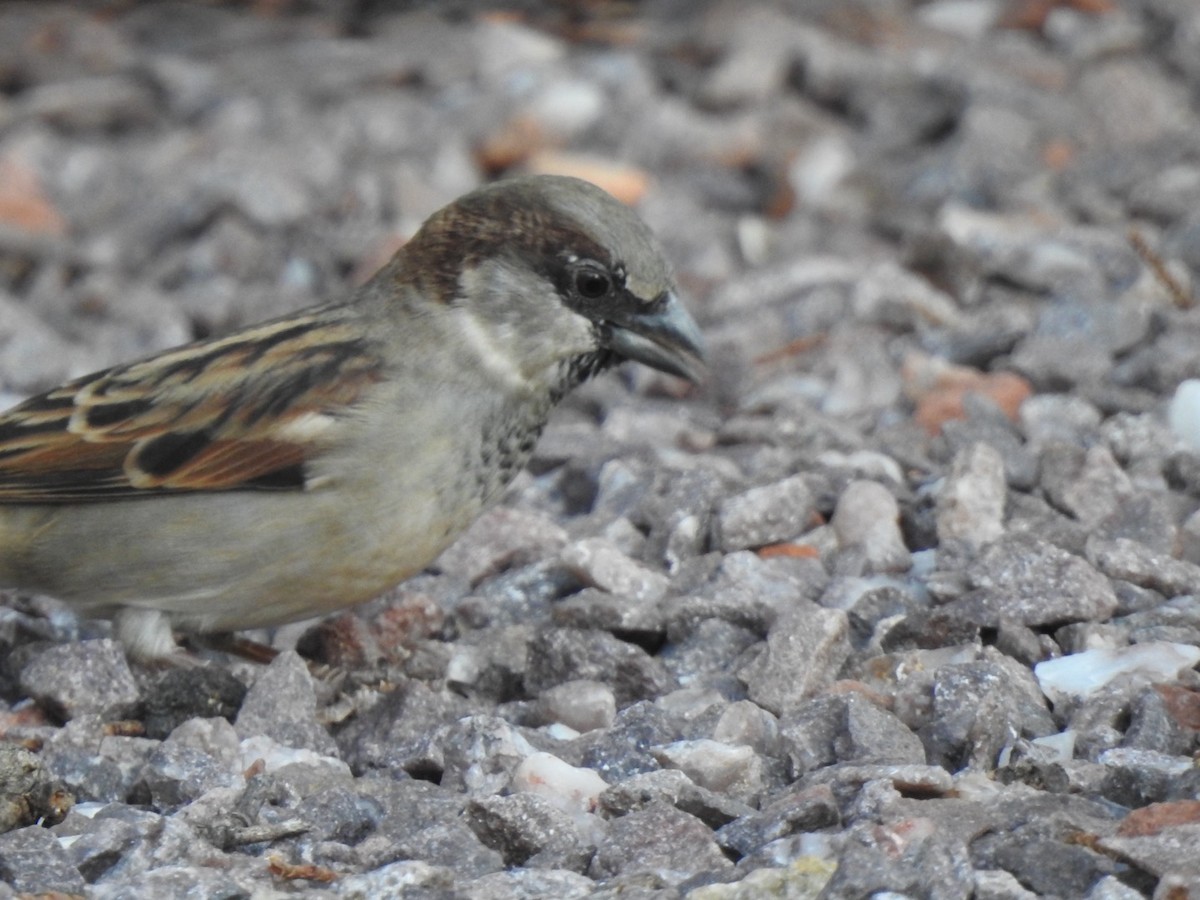 Moineau domestique - ML624191255