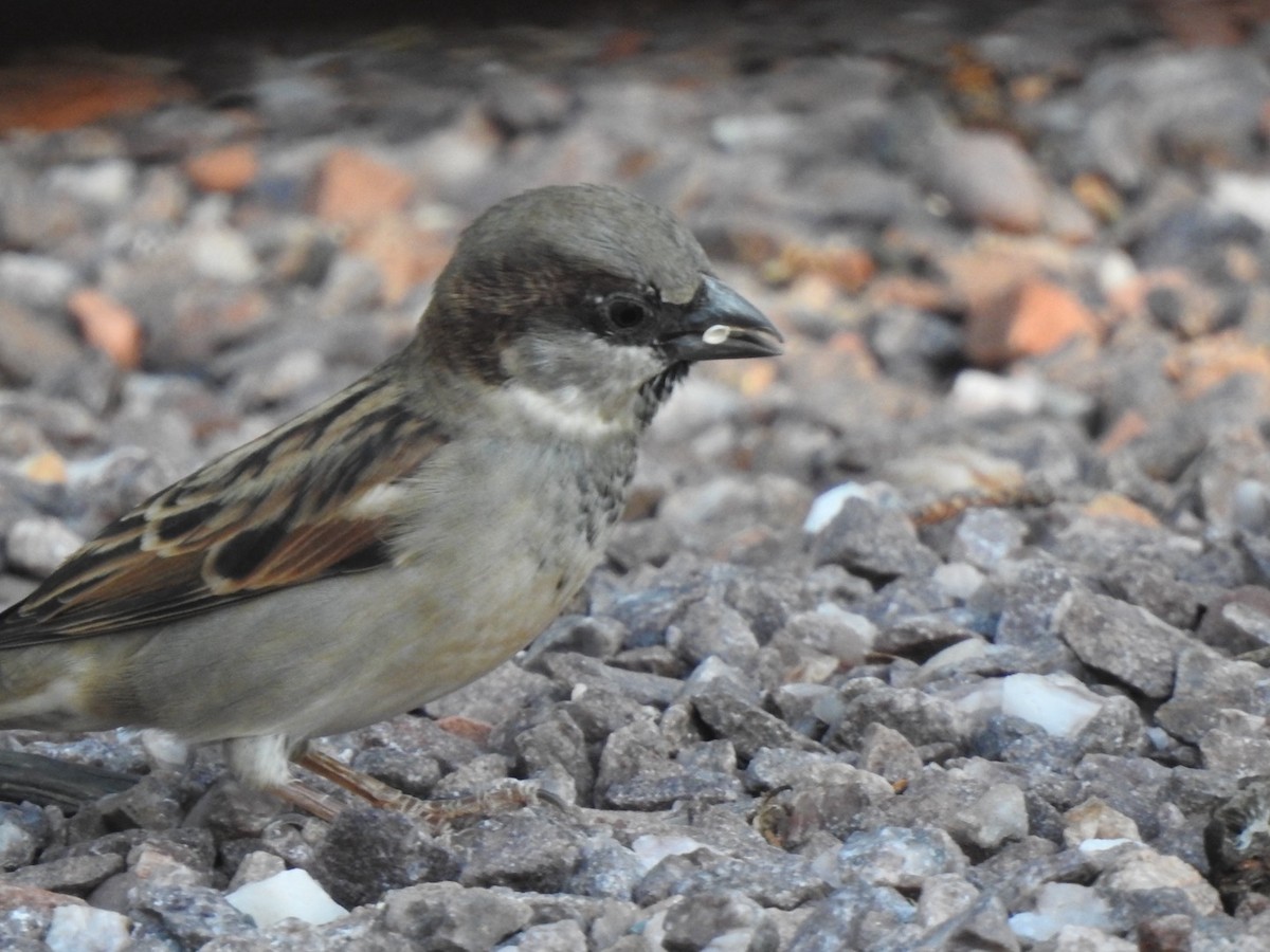 Moineau domestique - ML624191256