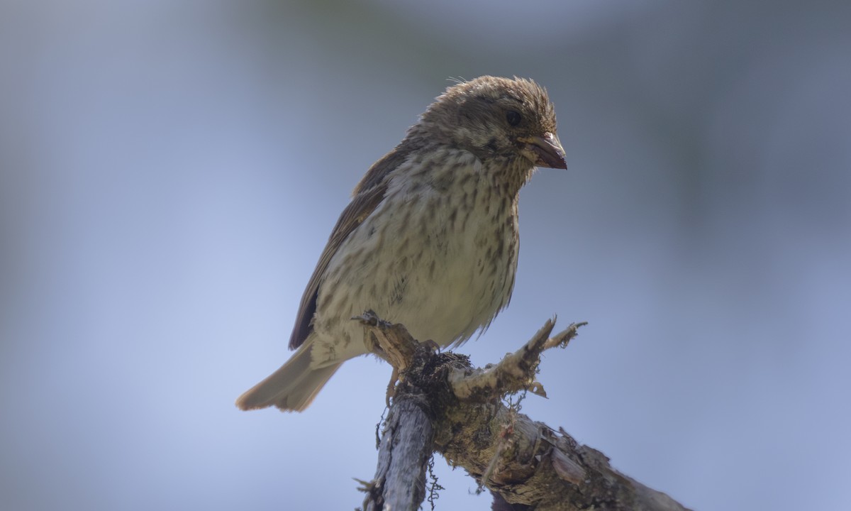 Purple Finch (Western) - ML624191258