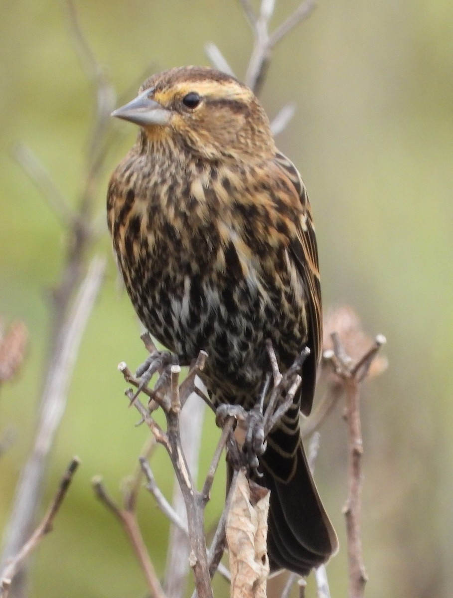 Red-winged Blackbird - ML624191265