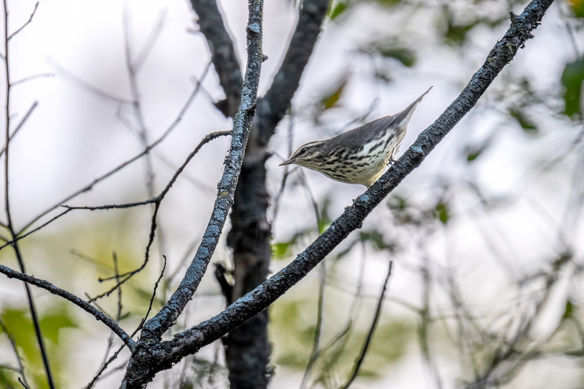 Northern Waterthrush - ML624191294