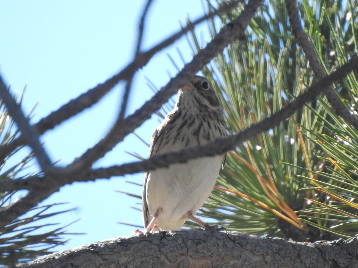 Vesper Sparrow - ML624191351