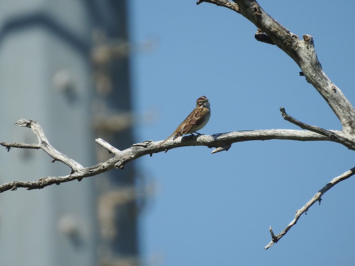 Lark Sparrow - Susan Heath