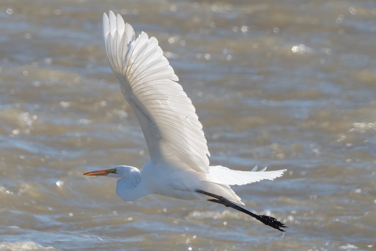 Цасч дэглий - ML624191369