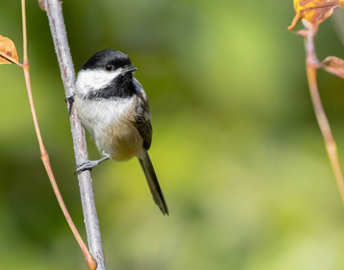 Black-capped Chickadee - ML624191458