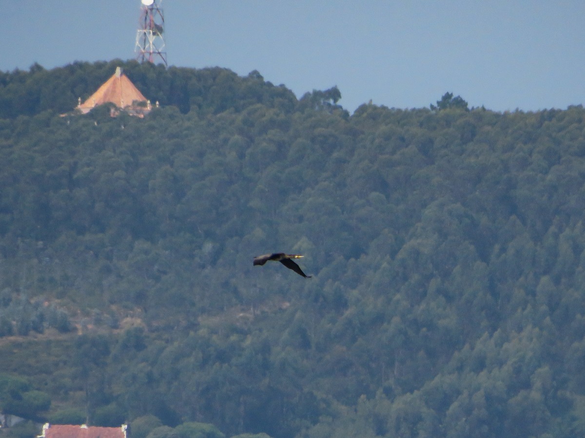 Great Cormorant - Cauã Menezes