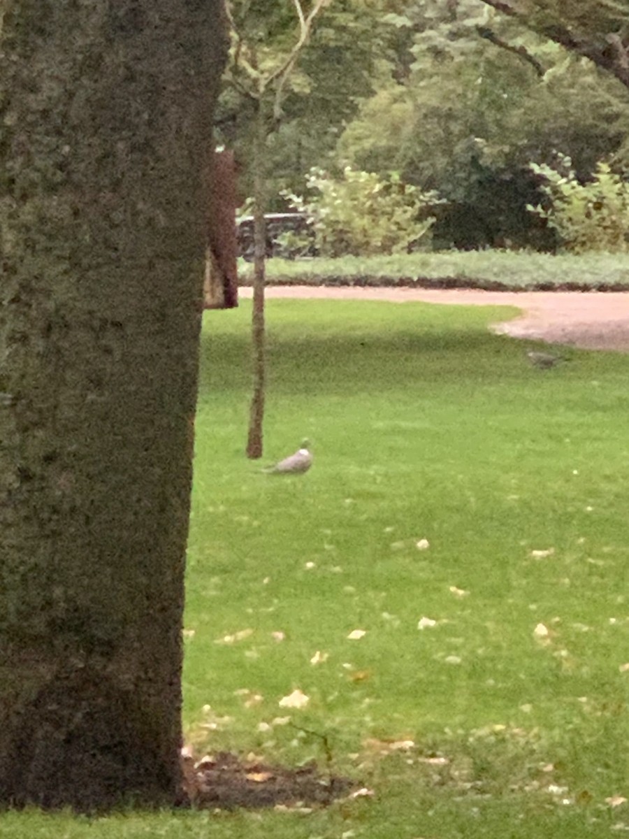 Common Wood-Pigeon (White-necked) - ML624191493