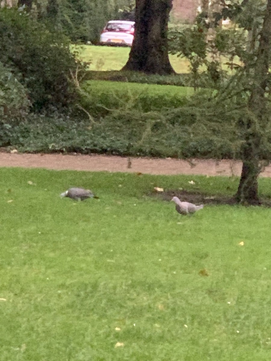 Common Wood-Pigeon (White-necked) - ML624191494