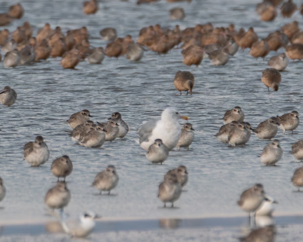 Glaucous-winged Gull - ML624191507