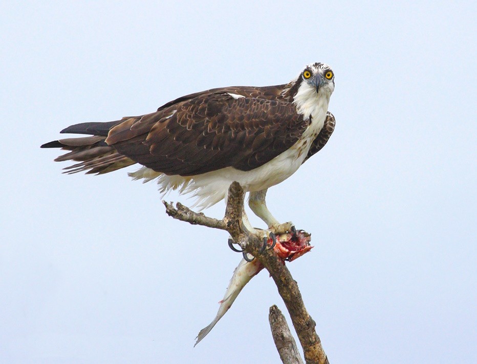 Balbuzard pêcheur - ML624191508