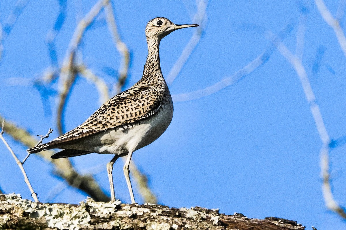 Upland Sandpiper - ML624191532