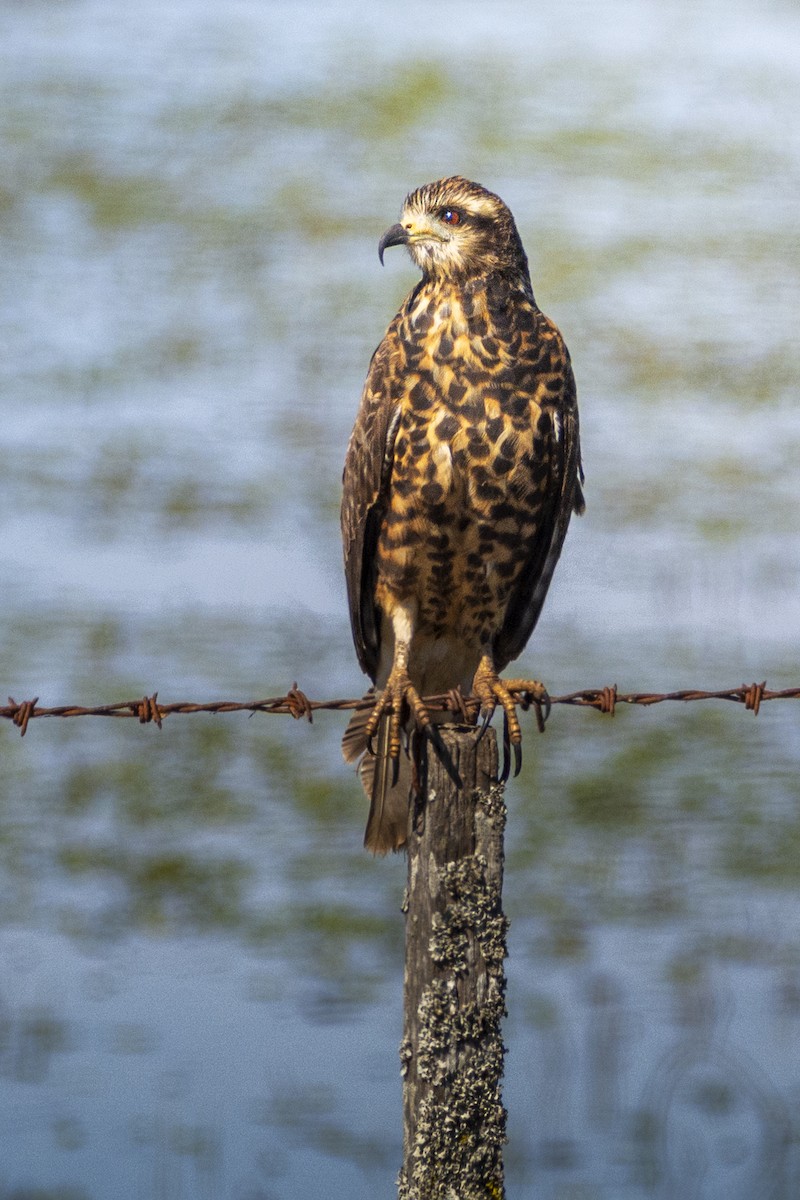 Snail Kite - ML624191543