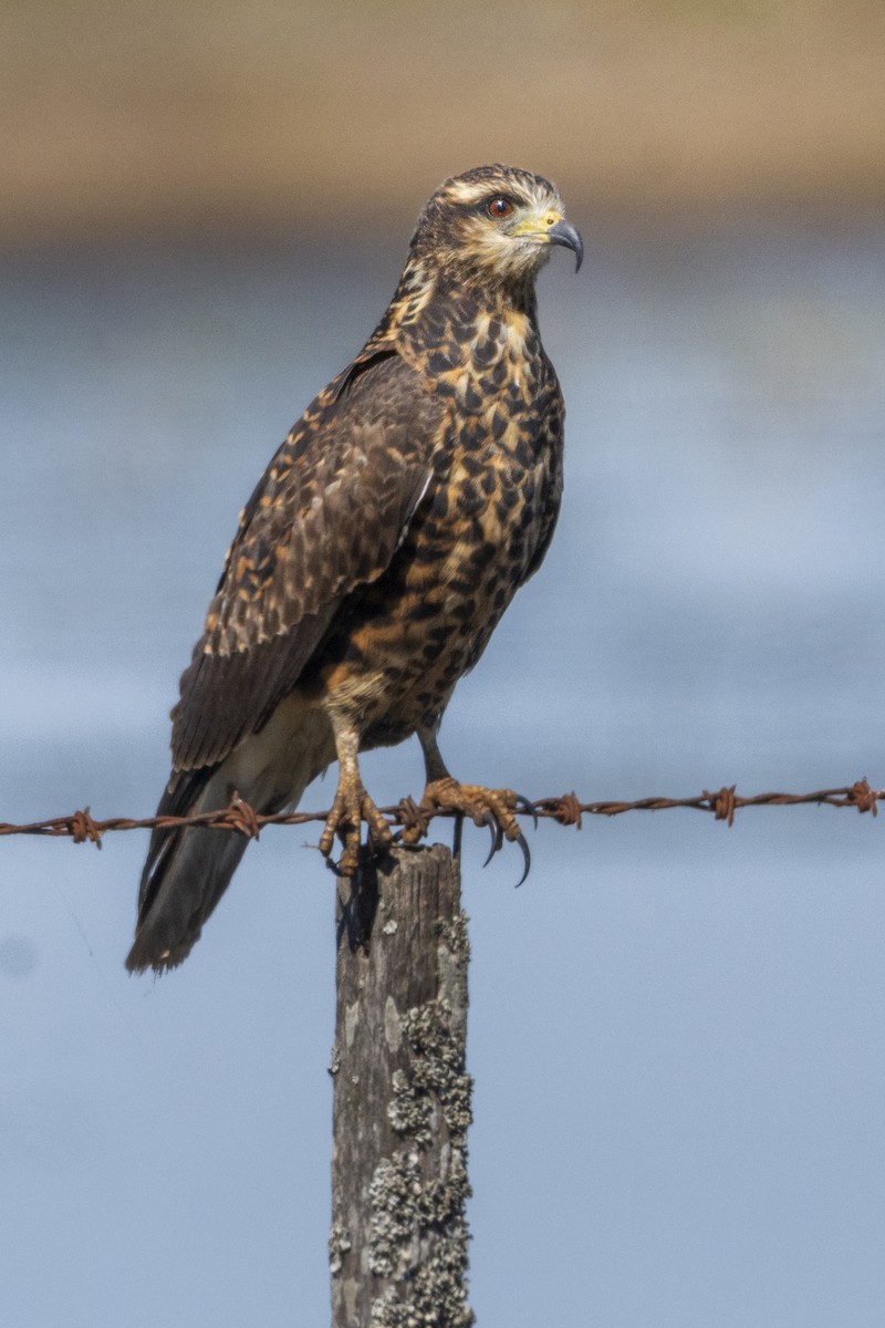 Snail Kite - ML624191544