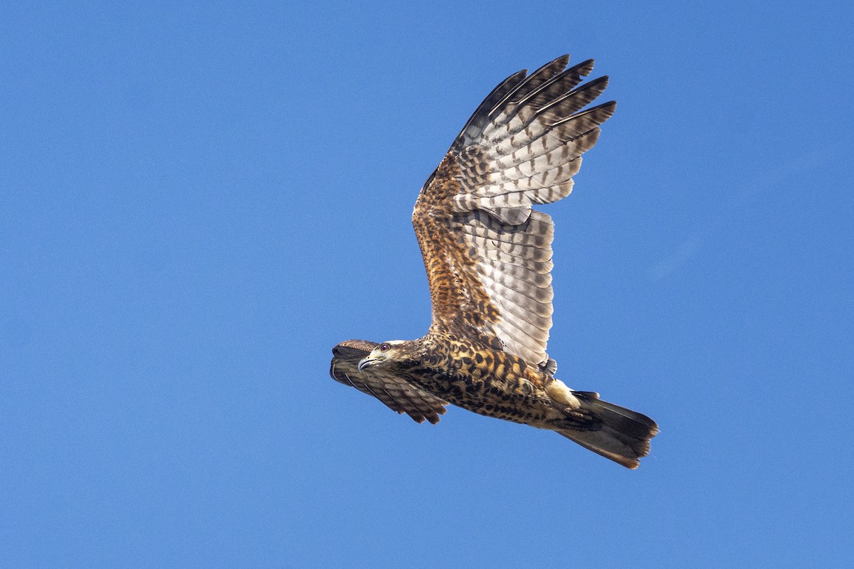 Snail Kite - ML624191545