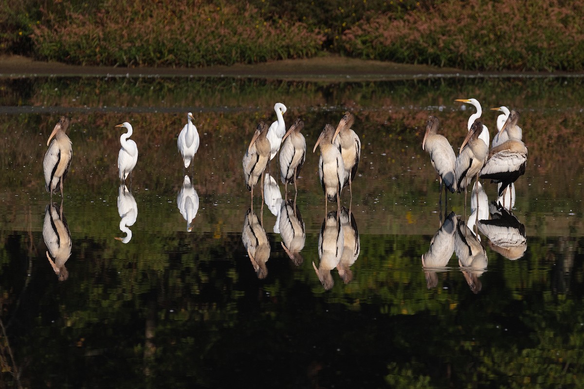 Wood Stork - ML624191549