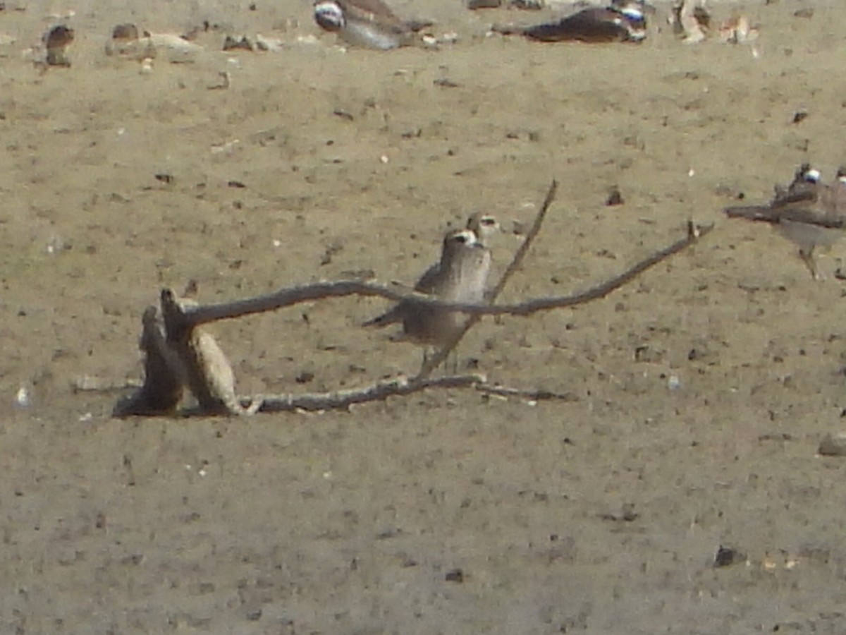 American Golden-Plover - ML624191562