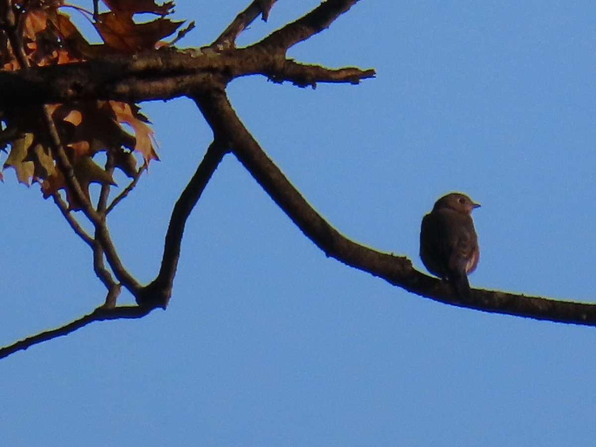 Eastern Bluebird - ML624191602
