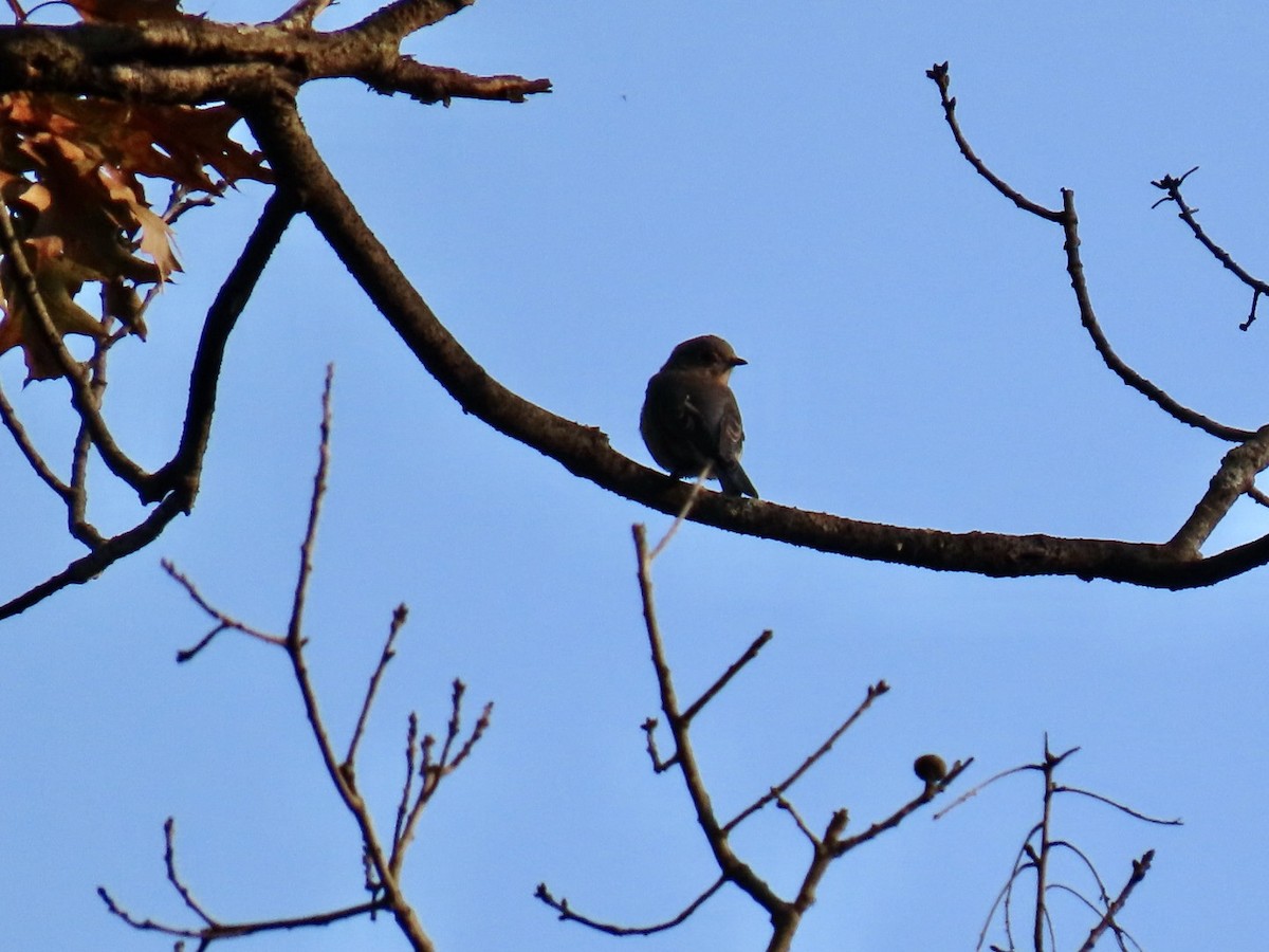 Eastern Bluebird - ML624191610