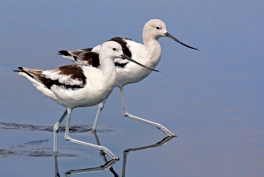 Avocette d'Amérique - ML624191611