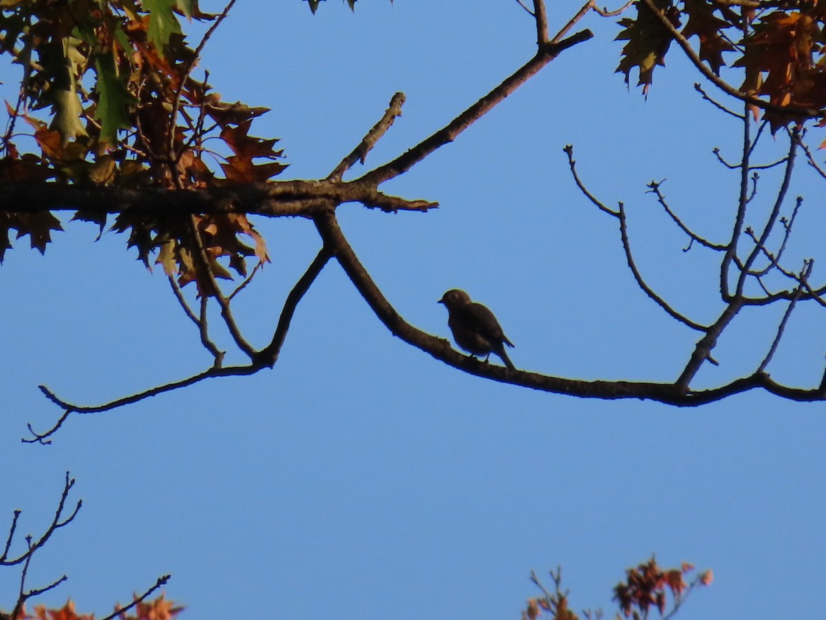 Eastern Bluebird - ML624191612