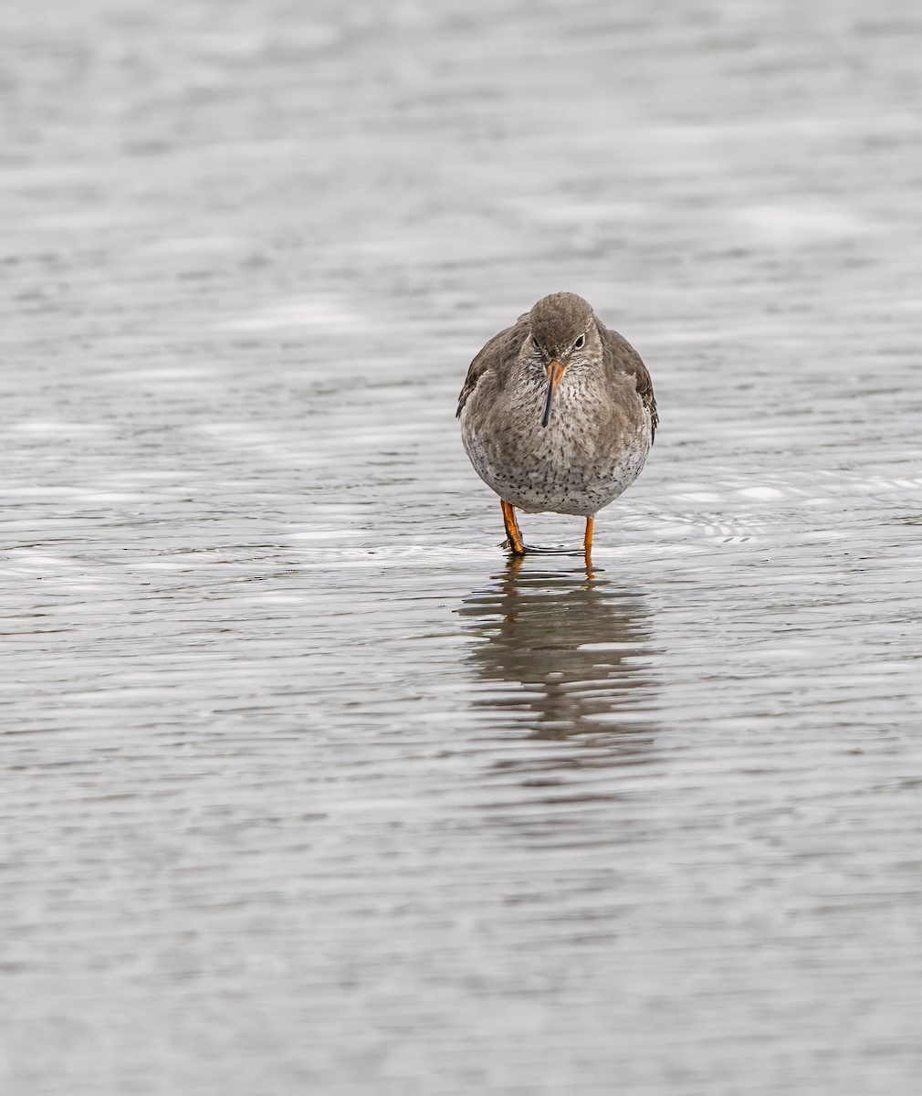 Common Redshank - ML624191629