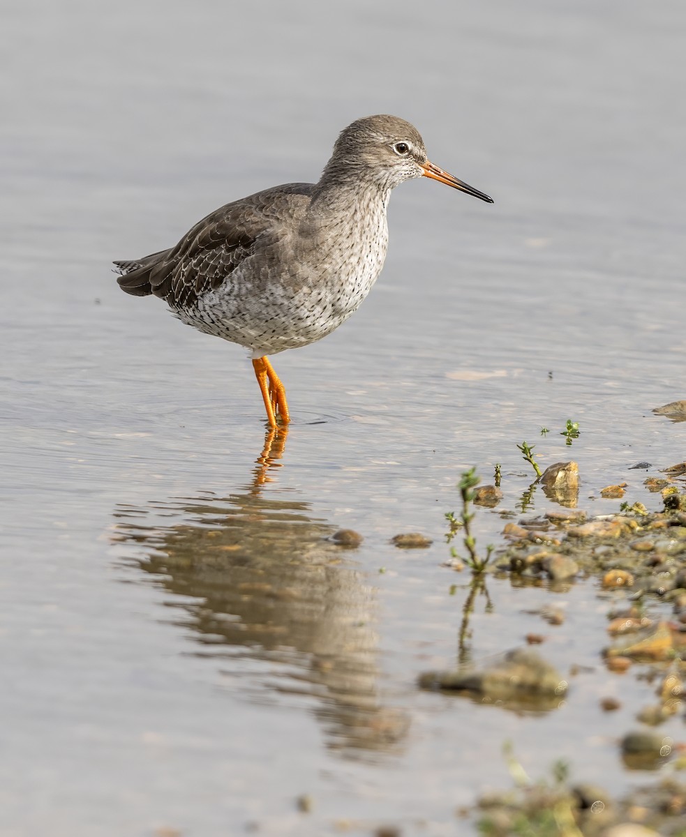 Common Redshank - ML624191630