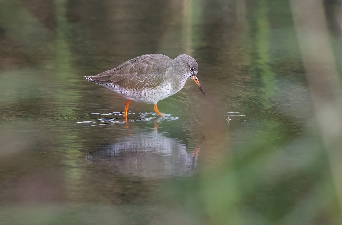 Common Redshank - Mark Rose