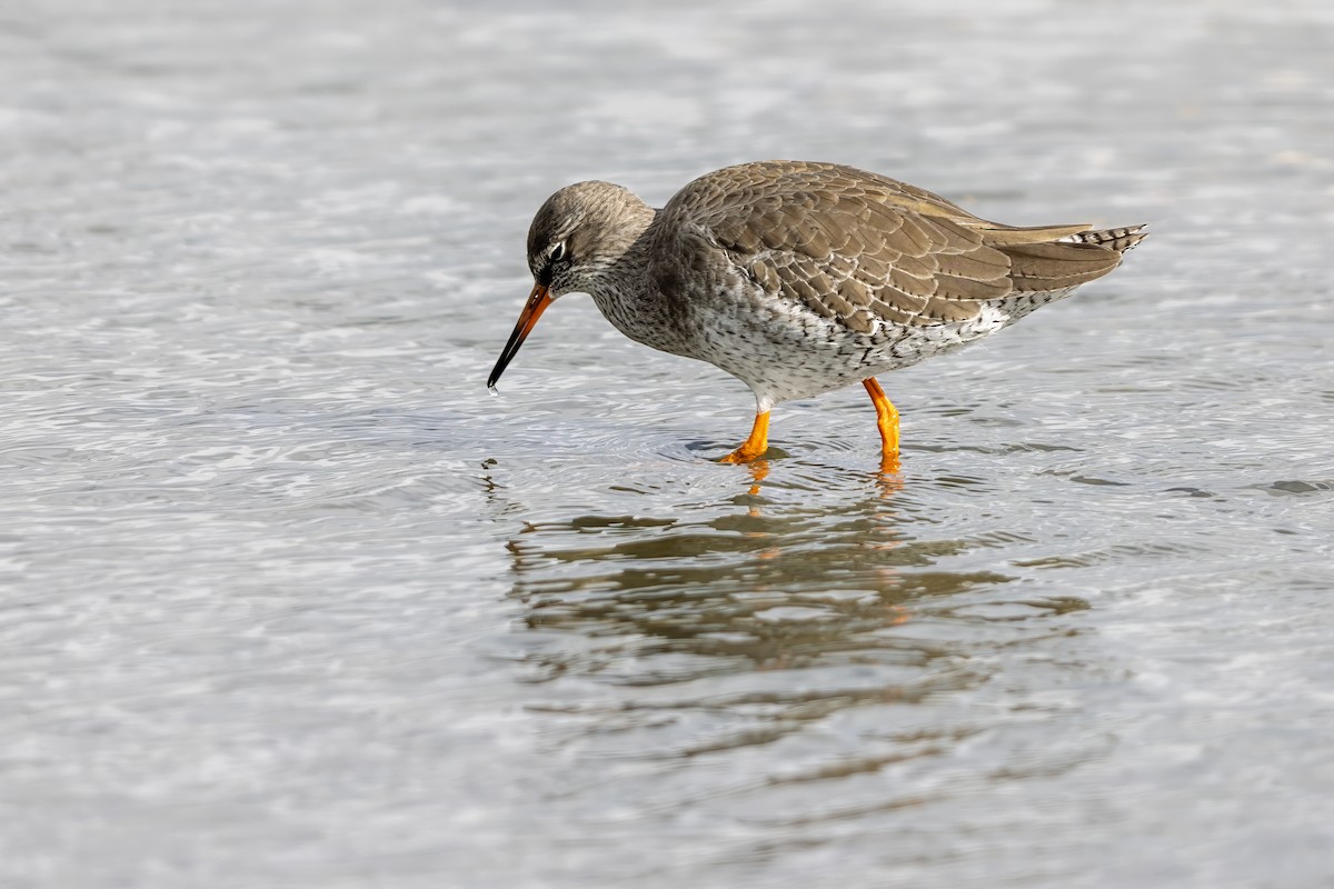 Common Redshank - ML624191633