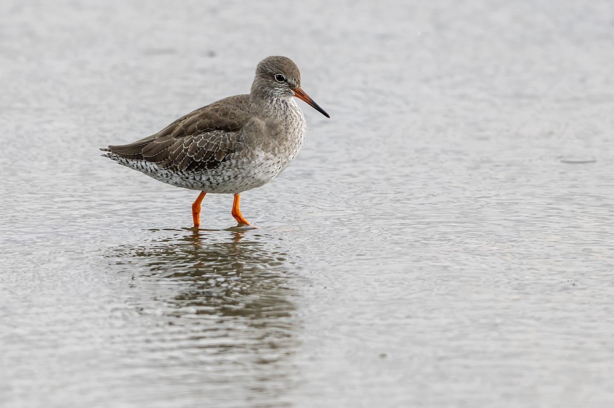 Common Redshank - Mark Rose