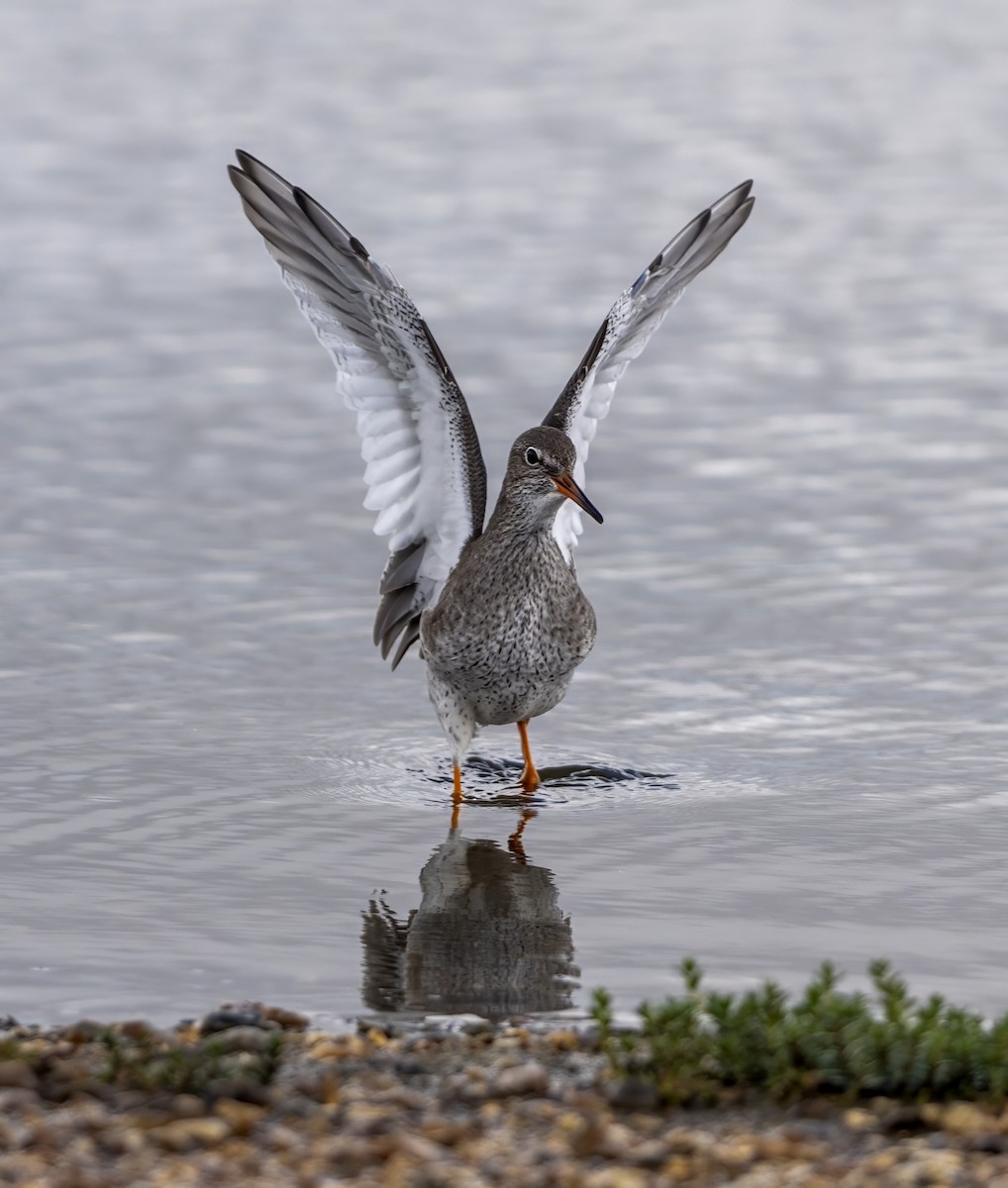 Common Redshank - ML624191635