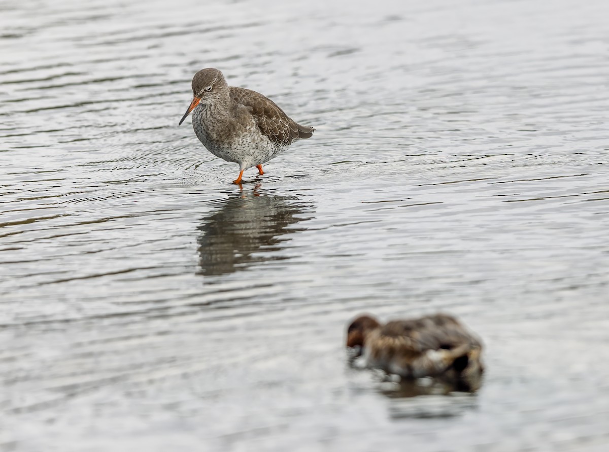 Common Redshank - ML624191636