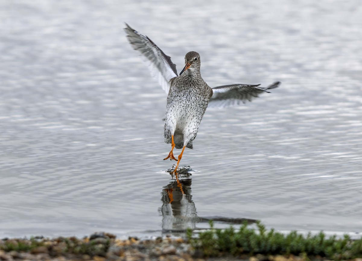 Common Redshank - ML624191637