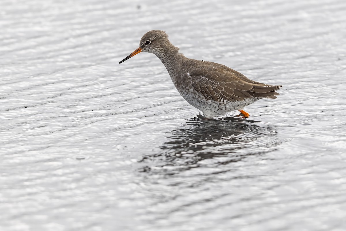 Common Redshank - ML624191639