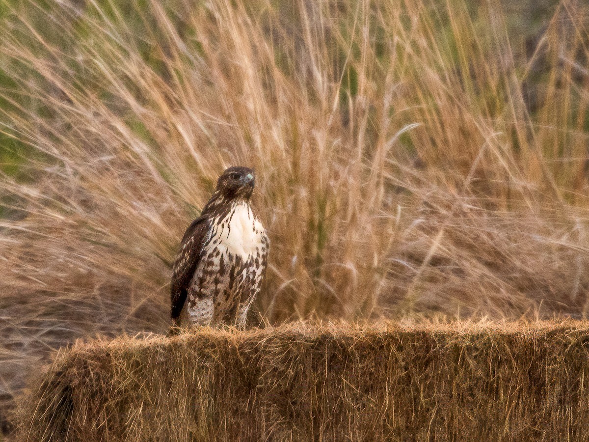 Red-tailed Hawk - Rick Hurst